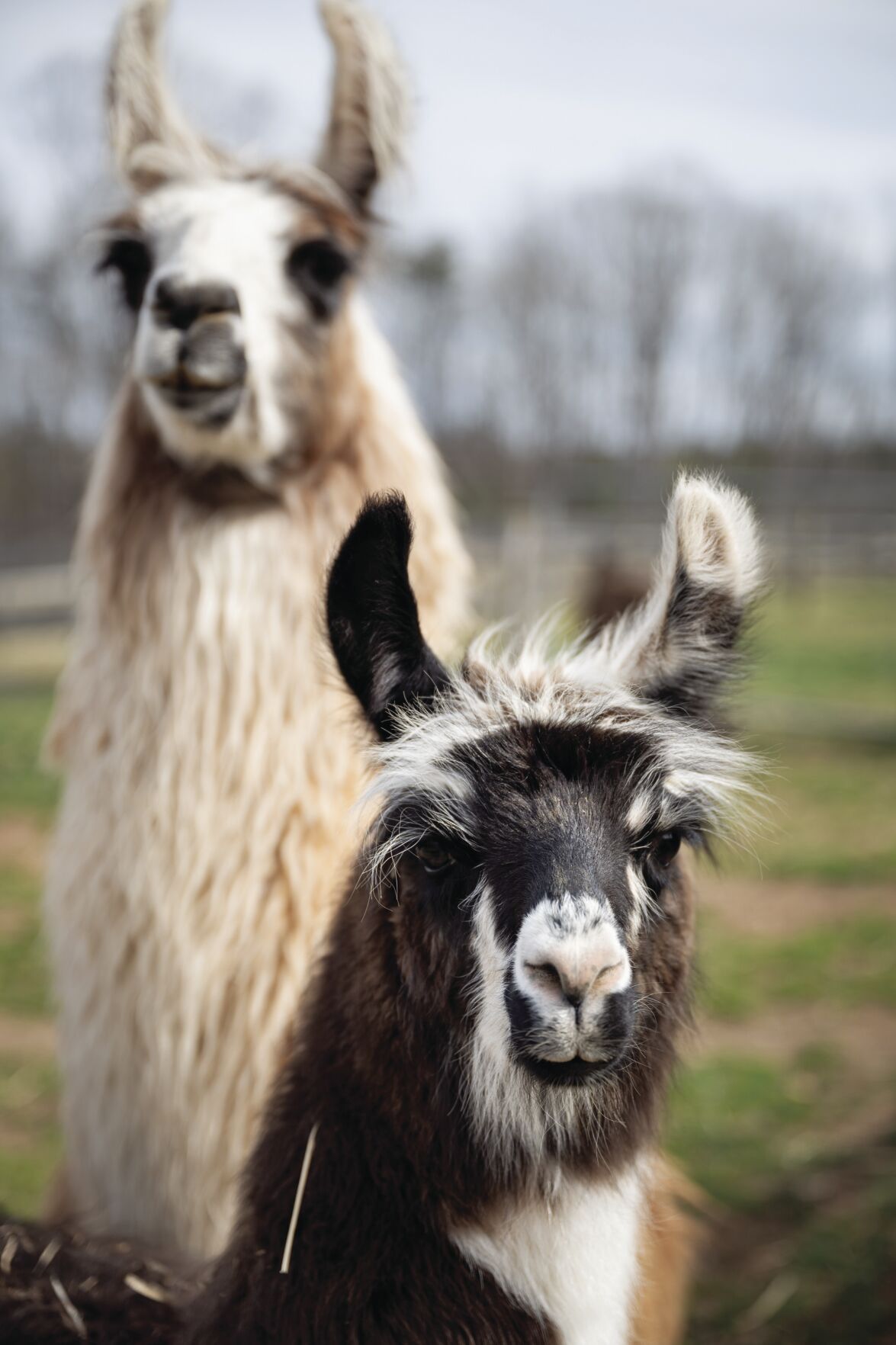Divine Llama Vineyards